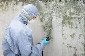 Best Mold Damage Restoration  in Quartzsite, AZ